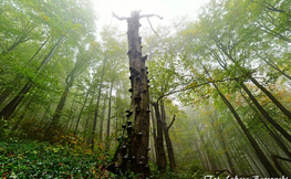 Bieszczadzki las pod Chryszczatą, Fot. Łukasz Barzowski