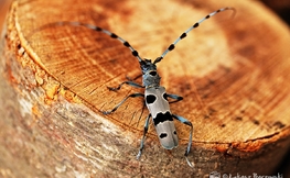 Nadobnica Alpejska, Fot. Łukasz Barzowski