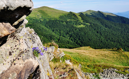 Dzwonek Alpejski a w tle Halicz i Rozsypaniec, Fot. Łukasz Barzowski