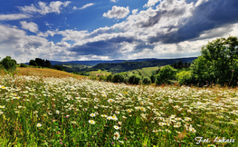 Rumiankowe pole, Fot. Łukasz Barzowski