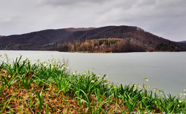 Śnieżyczki nad Jeziorem Solińskim, Fot. Łukasz Barzowski